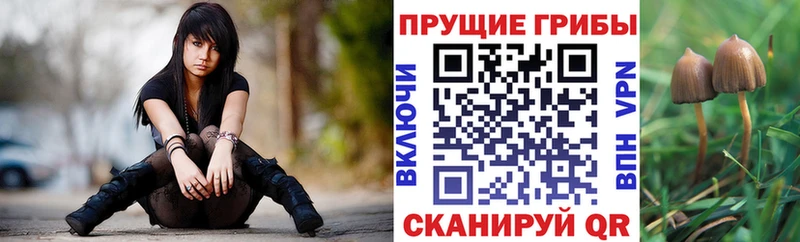 даркнет клад  Калачинск  Псилоцибиновые грибы мицелий  MEGA ONION 